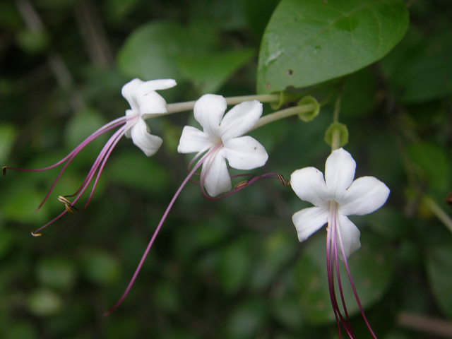 راهنمای نگهداری و پرورش گل و گیاهان زینتی - شمشاد اهوازی